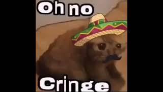 Oh no cringe - mexican cat