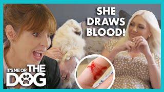 Jealous  Pomeranian Attacks owner and Draws blood | It’s Me or The Dog