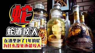 毒蛇被酒泡了1年，竟然能咬傷人？ 毒蛇為什麼還活著？【小馬哥知識局】
