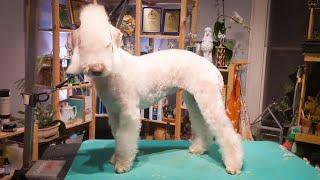 Bedlington Terrier Make Over By a Master Groomer