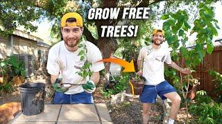 HOW TO GROW TREES FOR FREE! Easy DIY Native Plant Garden!