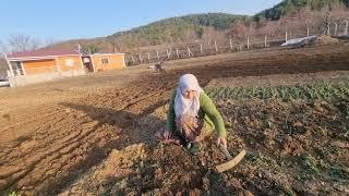 ÖZLEM'İN HASTANEDE BAŞINA GELENE ŞAŞKINIM | KÖYDE İŞLER | TAVSİYENİZ GEREK | BEZELYE SARIMSAK ÇAPASI