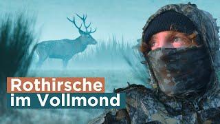 Hirschbrunft morgens im Vollmond filmen