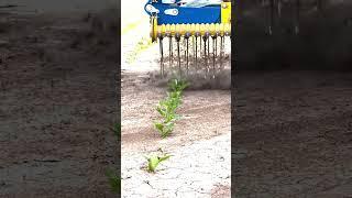 A machine that removes weeds without damaging crops