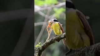 Great kiskadee bird battering a Rosenberg's gladiator treefrog -Video ©️ by IG @osa_photography