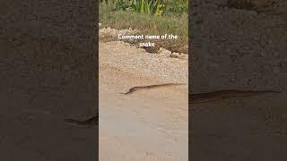 Slithering into Disaster: Snake Crossing Road Fails  #snake #snake crosing #wildlife #danger #snak