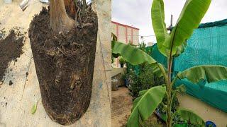 How To Repot A Large Banana Tree In Large Pot