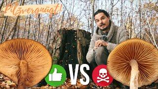 Gifthäubling vs. Stockschwämmchen  Der TOD lauert am selben Baum 