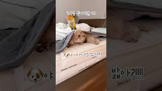 쉬고있는데 동생한테 밟혔다#강아지 #애견영상 #반려견 #동물키우기#parrot #펫 #앵무새#dogeating #funnydog#pet #dogreaction#cute #dog