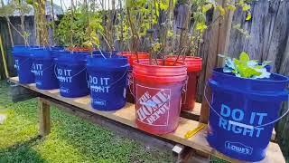 My Tropical Fruit Trees in March