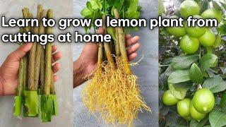 Learn to grow a lemon plant from cuttings at home, it is very simple