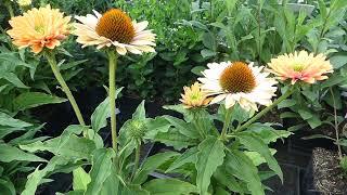 Echinacea purpurea ´SunSeekers Pumpkin Pie´