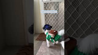 Chimken delivery, anyone?  #funny #funnyvideos #funnydogs