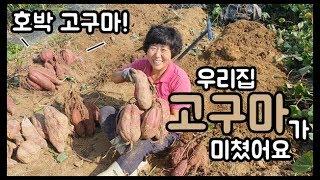 우리 밭 고구마가 미쳤나봐요! - 주말농장 [일꾼TV]