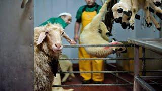 LAST MOMENT - Inside Sheep Processing Plant, Sheep Farming for Food and Meat | Leo Farm