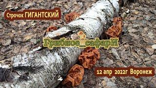 12 апр  2022г  Воронеж. Строчок гигантский (Gyromitra gigas), поиск, рекомендации.