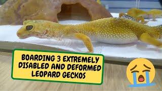 BOARDING 3 EXTREMELY DISABLED AND DEFORMED LEOPARD GECKOS (Snake Island Exotics)