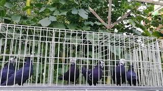 К чему может привести кормление ячменем (часть 1)
