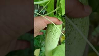 cucumber picking from the tree#shorts||Md Intelligence