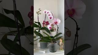 Новинка с орхидиума+несколько  цветущих #orchids