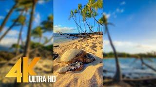 Vertical 4K Nature Film with Music - The Beauty of Big Island's Nature, Hawaii