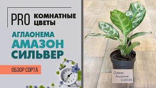 Аглаонема Амазон Сильвер - обзор сорта комнатного растения. Неприхотливое растение для дома и офиса.