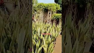 Unique Plants Ideas Fresh #plants Available #garden#design #stone #work #creative #ideas 03004592737