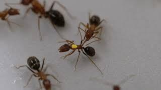 Ant injured leg – wound care behavior