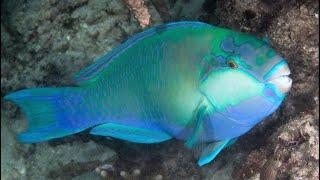 Facts: The Parrotfish