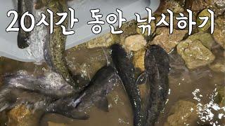 도저히 안되겠다! 메기 장어 소굴에 가서 마릿수 잡아보자!