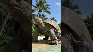 The Day I Met the World's Largest Turtle – You Won’t Believe Its Size!