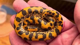 A few snakes in/out of shed #ballpython #reptiles #snake #animals #hognosesnake #colubrid #hogs