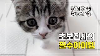 아기고양이를 입양해야한다면! 초보집사 필수템