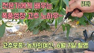 농사의여신 고추모종 폭풍성장 브이로그!! 고추농사 잘 짓는법!!