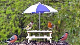 Tiny Picnic Table Feeder for Birds and Squirrels - Robin, Goldfinch - Bird and Squirrel Fun