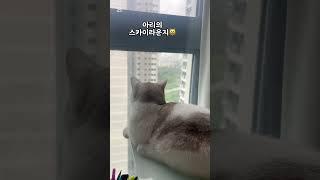 코코와 아리 day48 아리의 스카이라운지 #고양이 #먼치킨 #cat #고양이영상