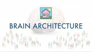 Brain Architecture