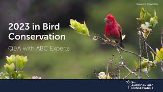 2023 in Bird Conservation | ABC Webinar