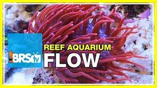 FAQ #19: How much water flow do I need in my reef aquarium? | 52 FAQ