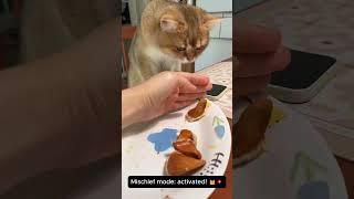 Happy Cat Vibes episode 6 cat  #cute #catlover #funnyfelinefriends #funny