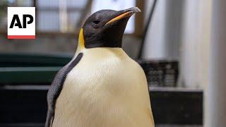 First emperor penguin known to reach Australia found on tourist beach