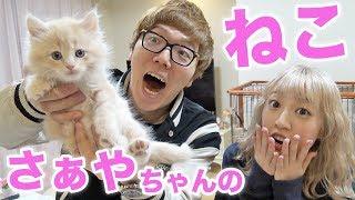 さぁやちゃんの赤ちゃん猫『アルくん』と初対面！【子猫】