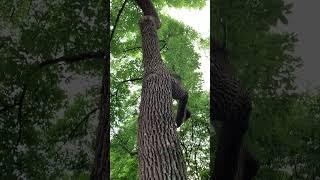 樟樹是台灣的國寶 Camphor tree is Taiwan’s national treasure