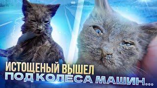 Котёнок на трассе из последних сил вышел под колёса машин На Агату упала монтажная пена