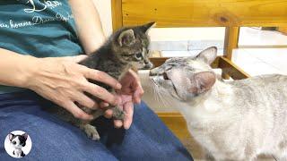 First meet new kitten trying to get along with older cats