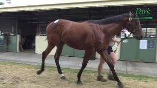 2017 Gold Coast Magic Millions Choisir x She's God's Gift - Lindsay Park Racing