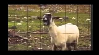 Armin van Buuren ft. Sharon den Adel - In and Out of Love (GOAT EDITION)