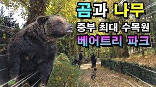 곰과 식물 중부권 최대 수목원 베어트리파크 1년에 3주만 공개하는...곧 문이 닫혀요/단풍축제 가볼만한곳/