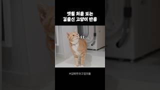 캣휠 처음 보는 길 출신 고양이 반응