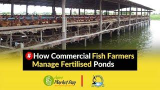 How Commercial Fish Farmers Manage Fertilised Ponds || Water Quality and Management